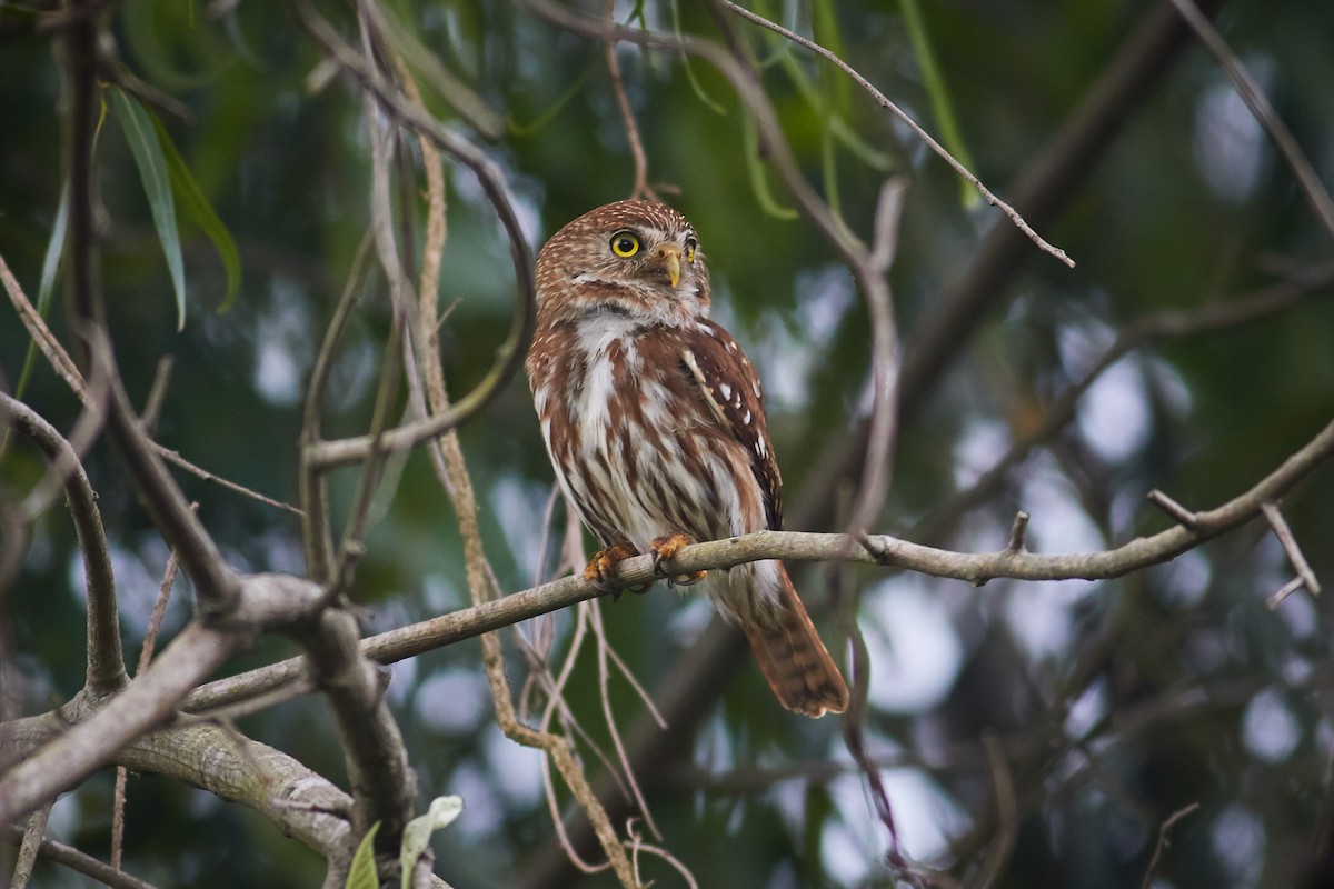 Ferruginous Pygmy-Owl - ML644798927