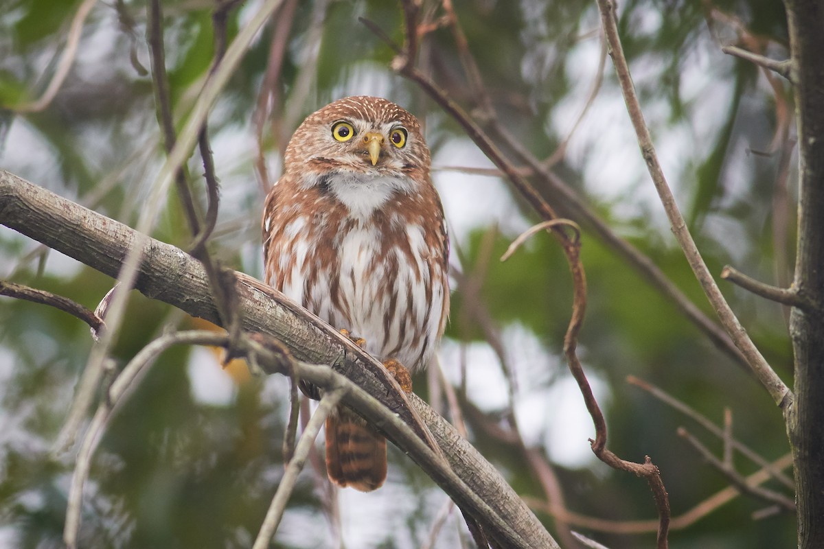 Ferruginous Pygmy-Owl - ML644798928