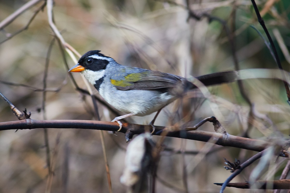 Saffron-billed Sparrow - ML644798931