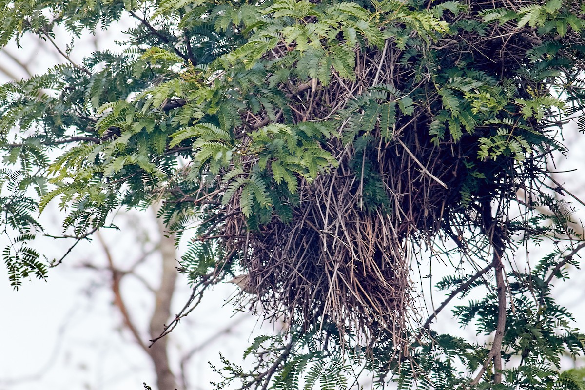 Thrush-like Wren - ML644798936