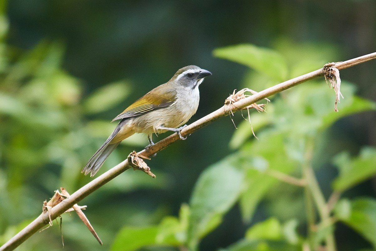 Green-winged Saltator - ML644798937