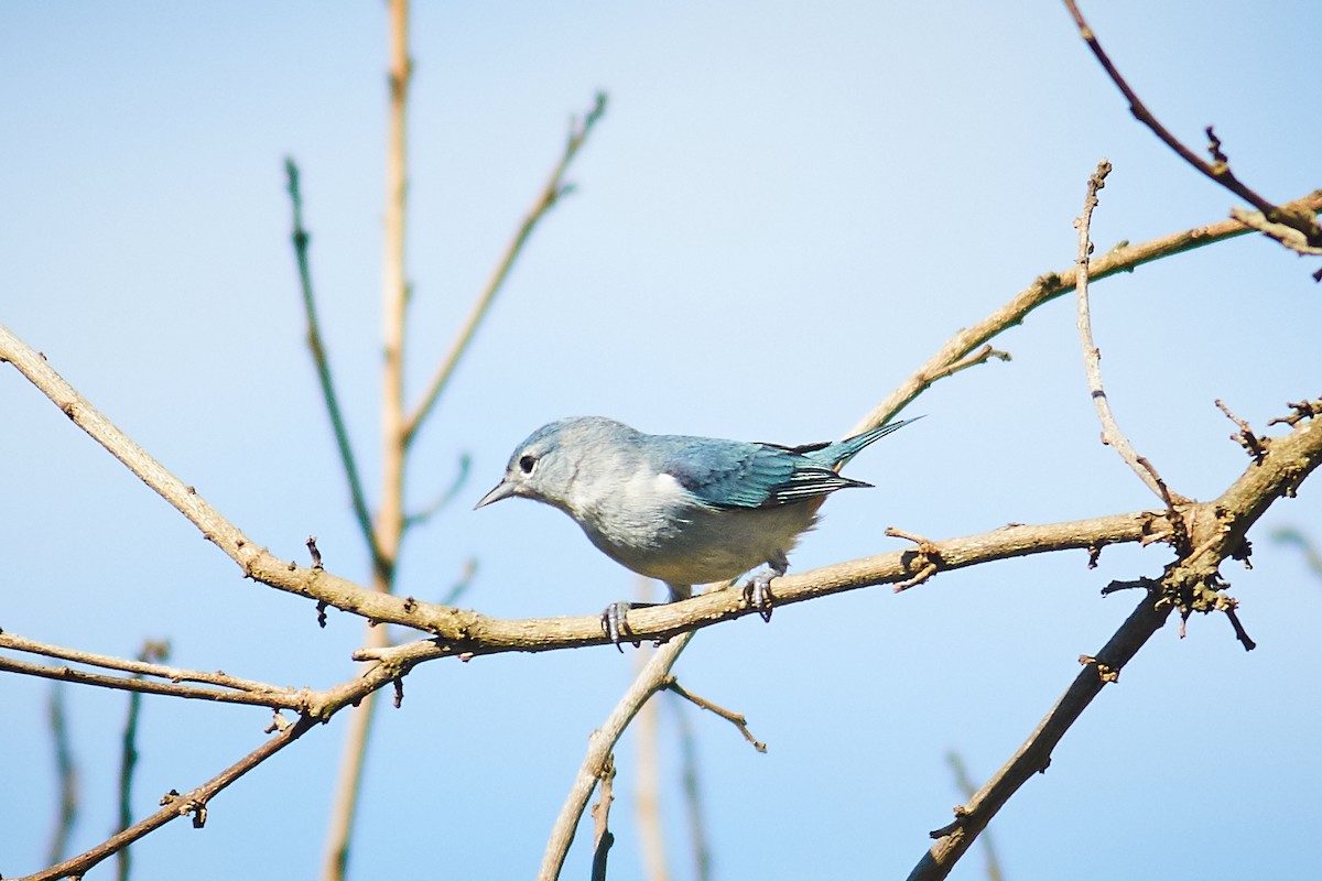 Chestnut-vented Conebill - ML644798954