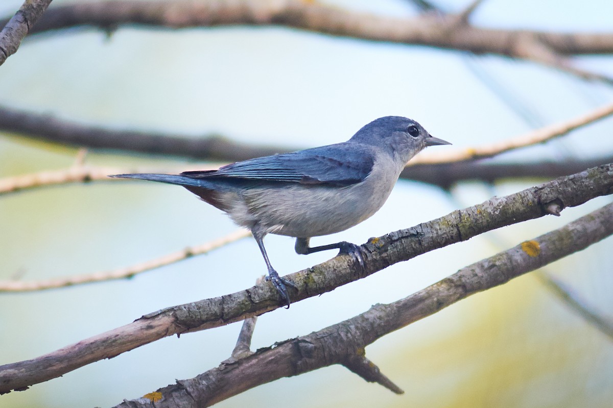 Chestnut-vented Conebill - ML644798955