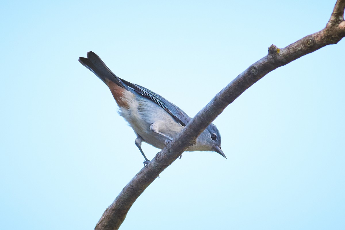 Chestnut-vented Conebill - ML644798956
