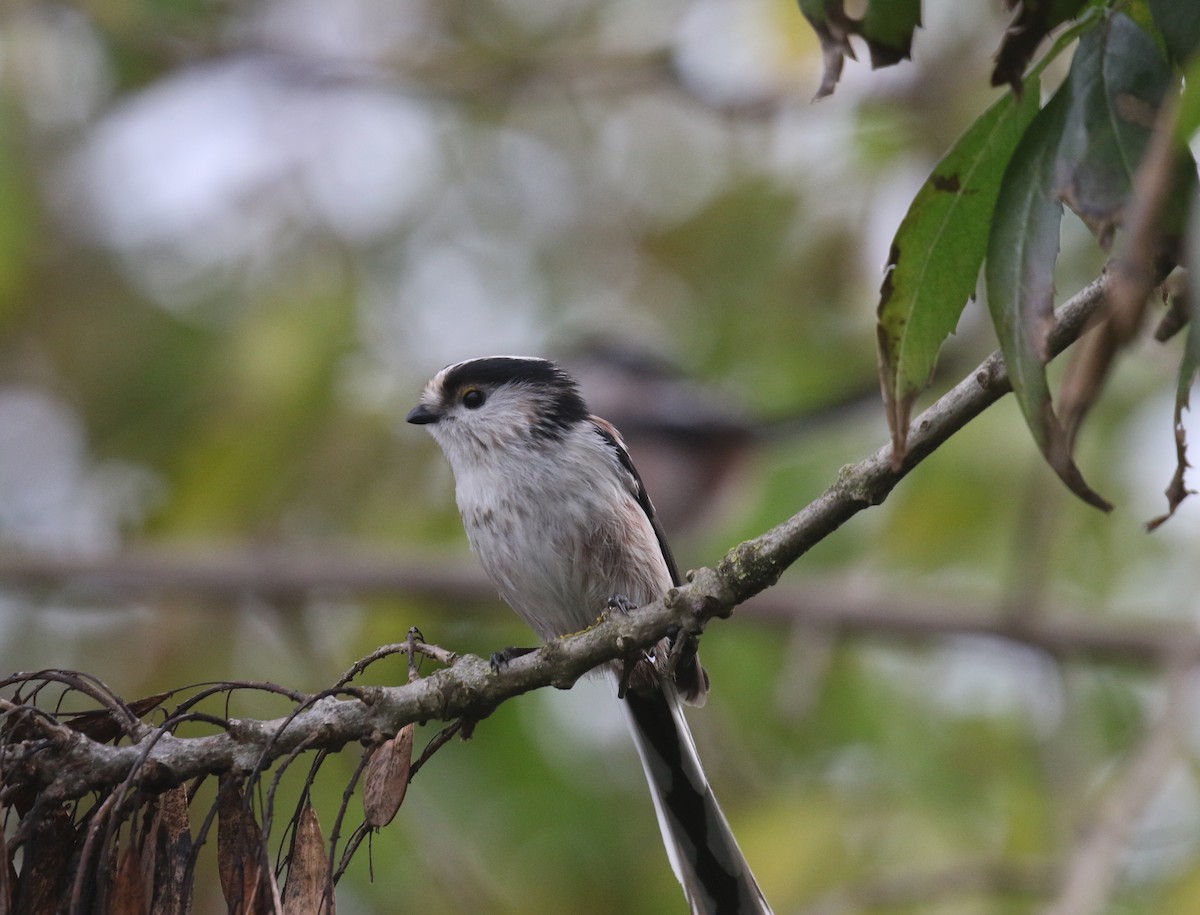 mlynařík dlouhoocasý - ML644798963