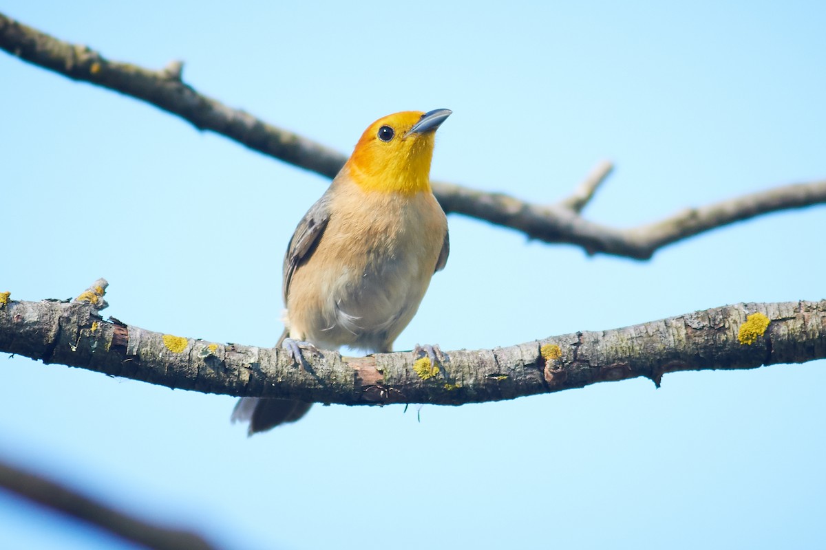 Orange-headed Tanager - ML644798966