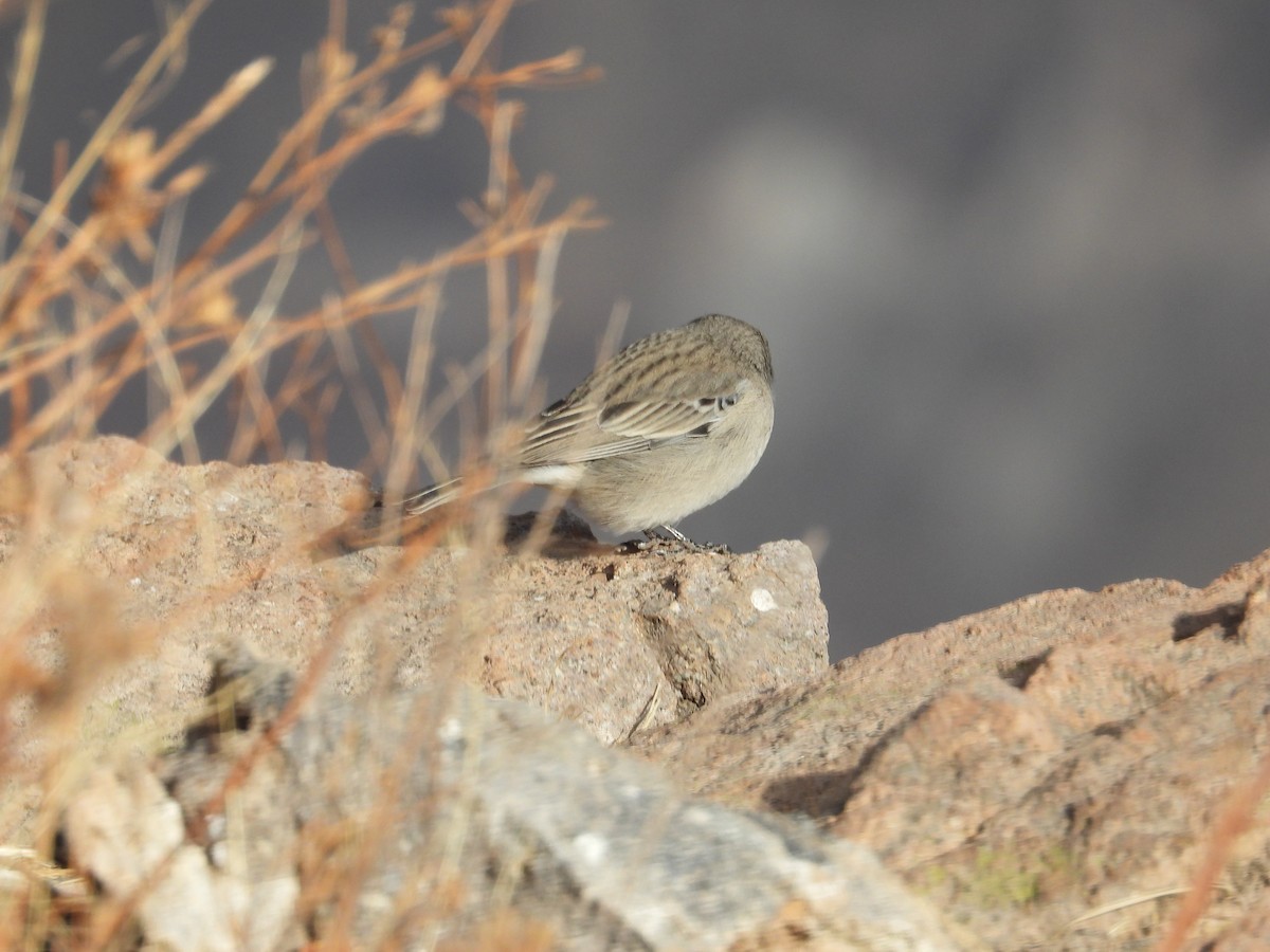 Ash-breasted Sierra Finch - ML644798967