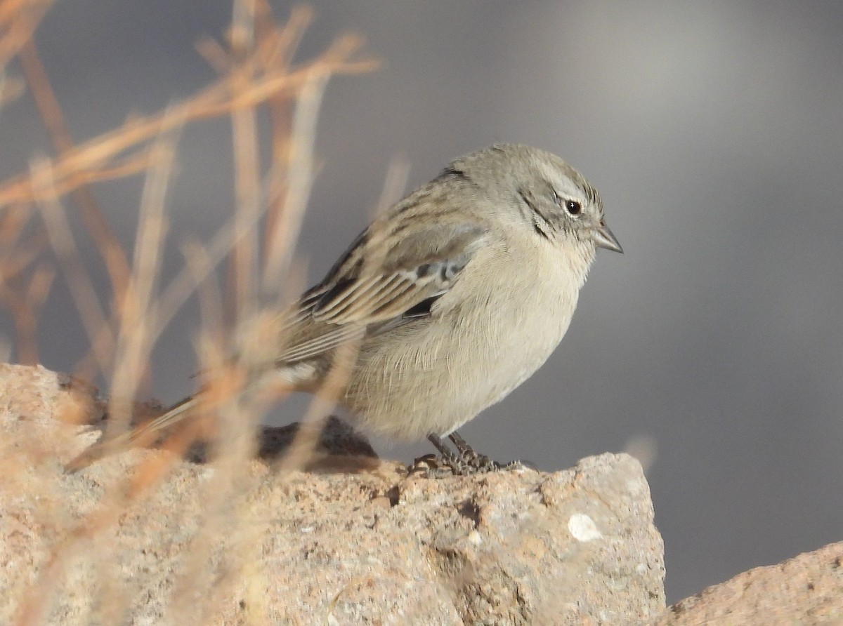 Ash-breasted Sierra Finch - ML644798968