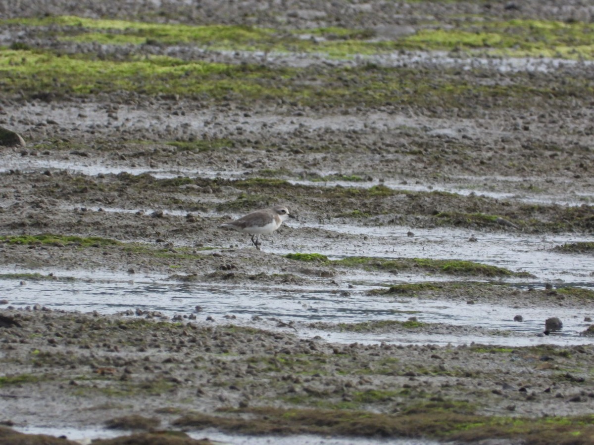 Tibet Cılıbıtı - ML644798969
