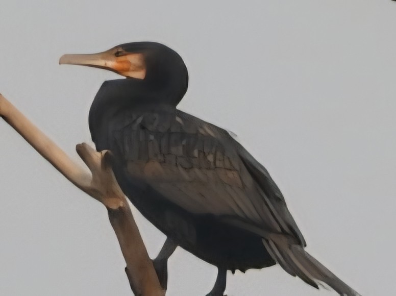 Indian Cormorant - ML644798970