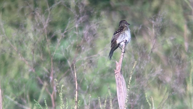 tyranovec olšový - ML644798971