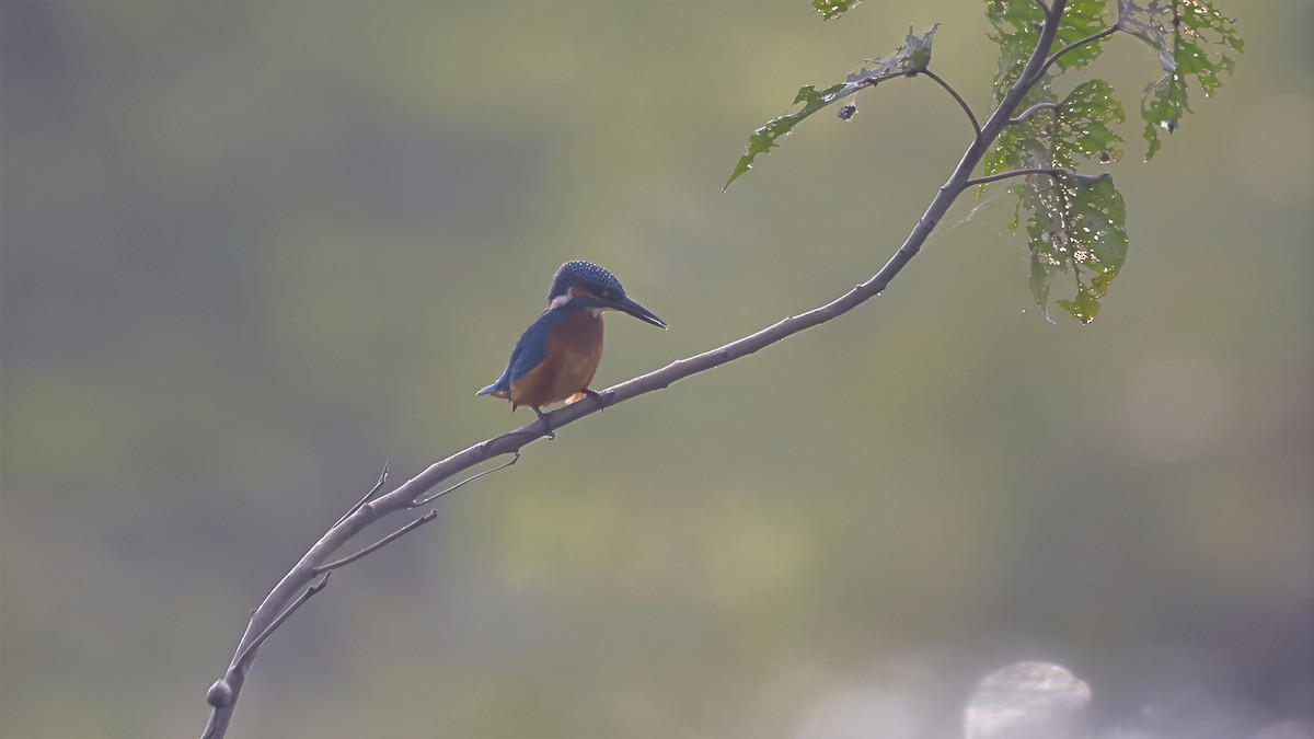 翠鳥 - ML644798973