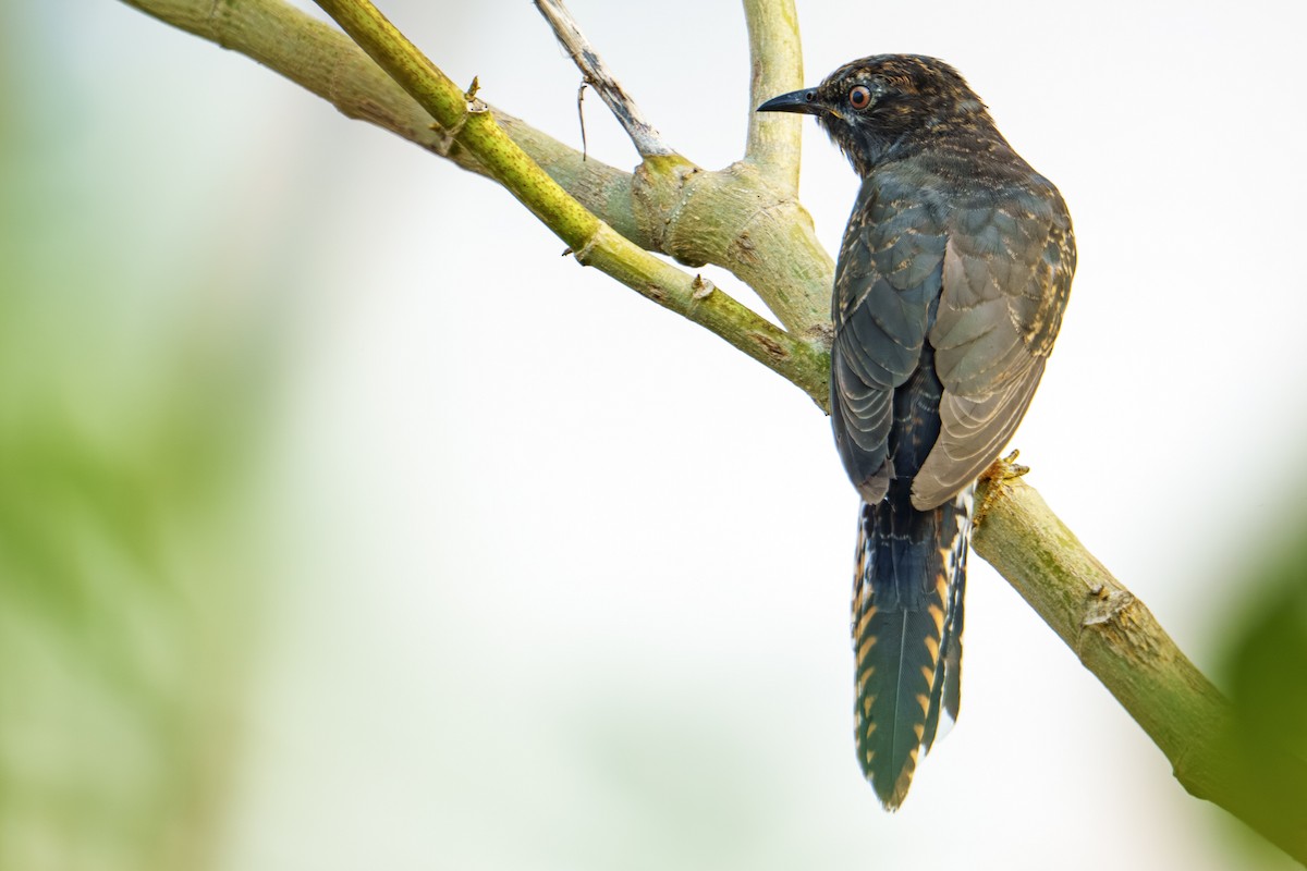 Gray-bellied Cuckoo - ML644798974