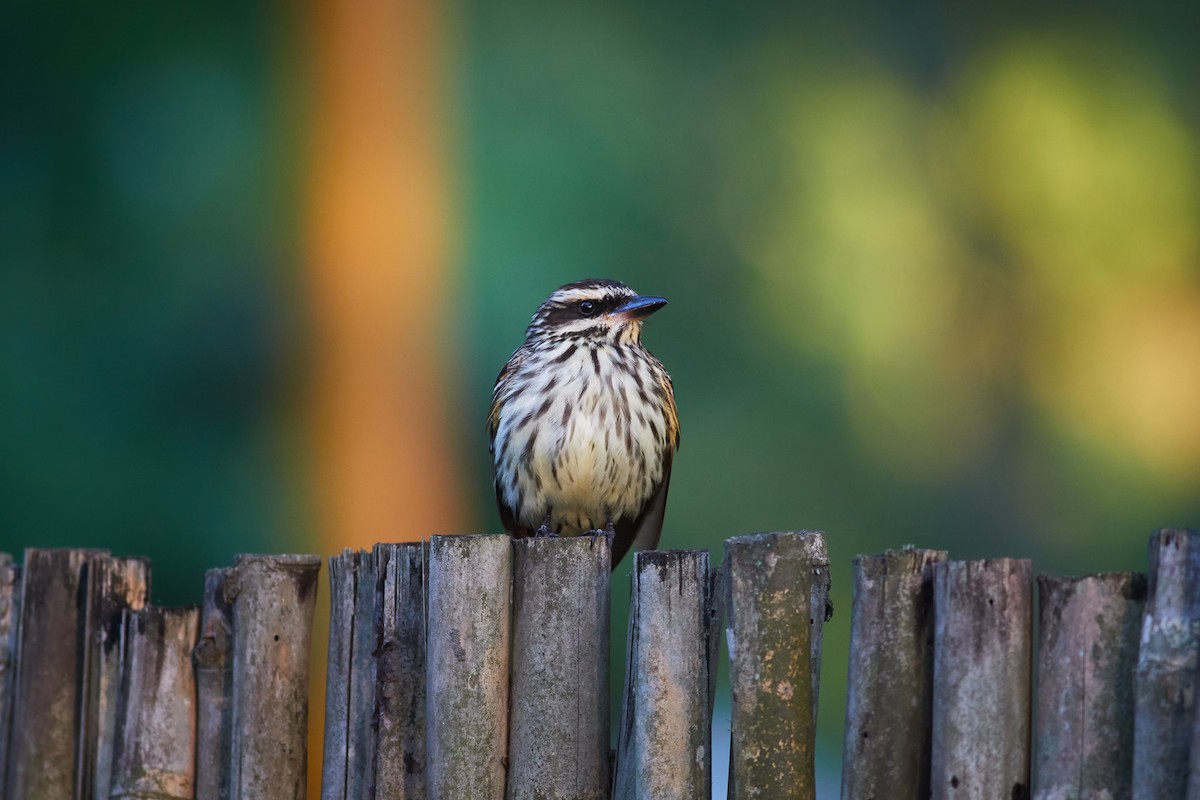 Streaked Flycatcher - ML644798975