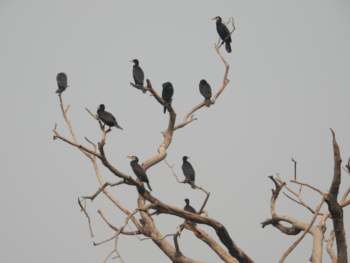 Little Cormorant - ML644798976