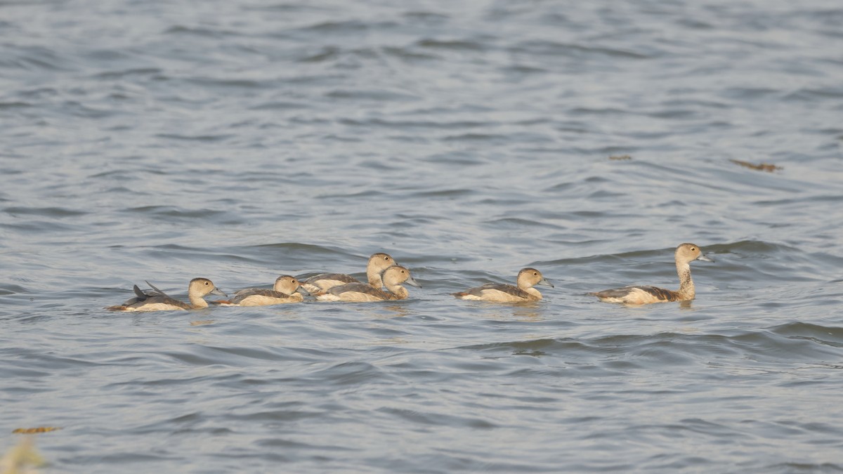 樹鴨 - ML644798983