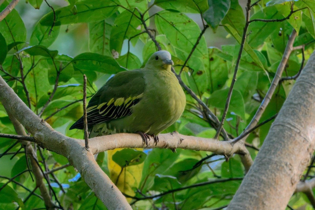Andamanengrüntaube - ML644798985