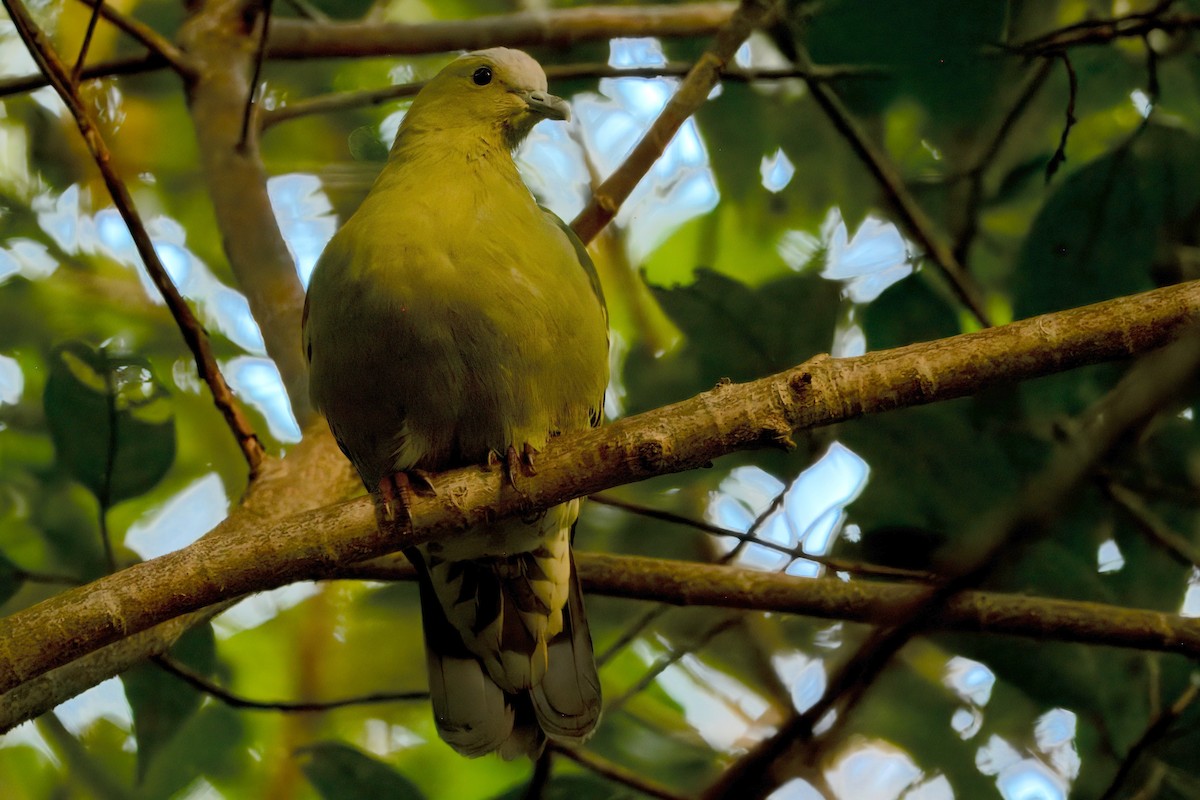 Andamanengrüntaube - ML644798989