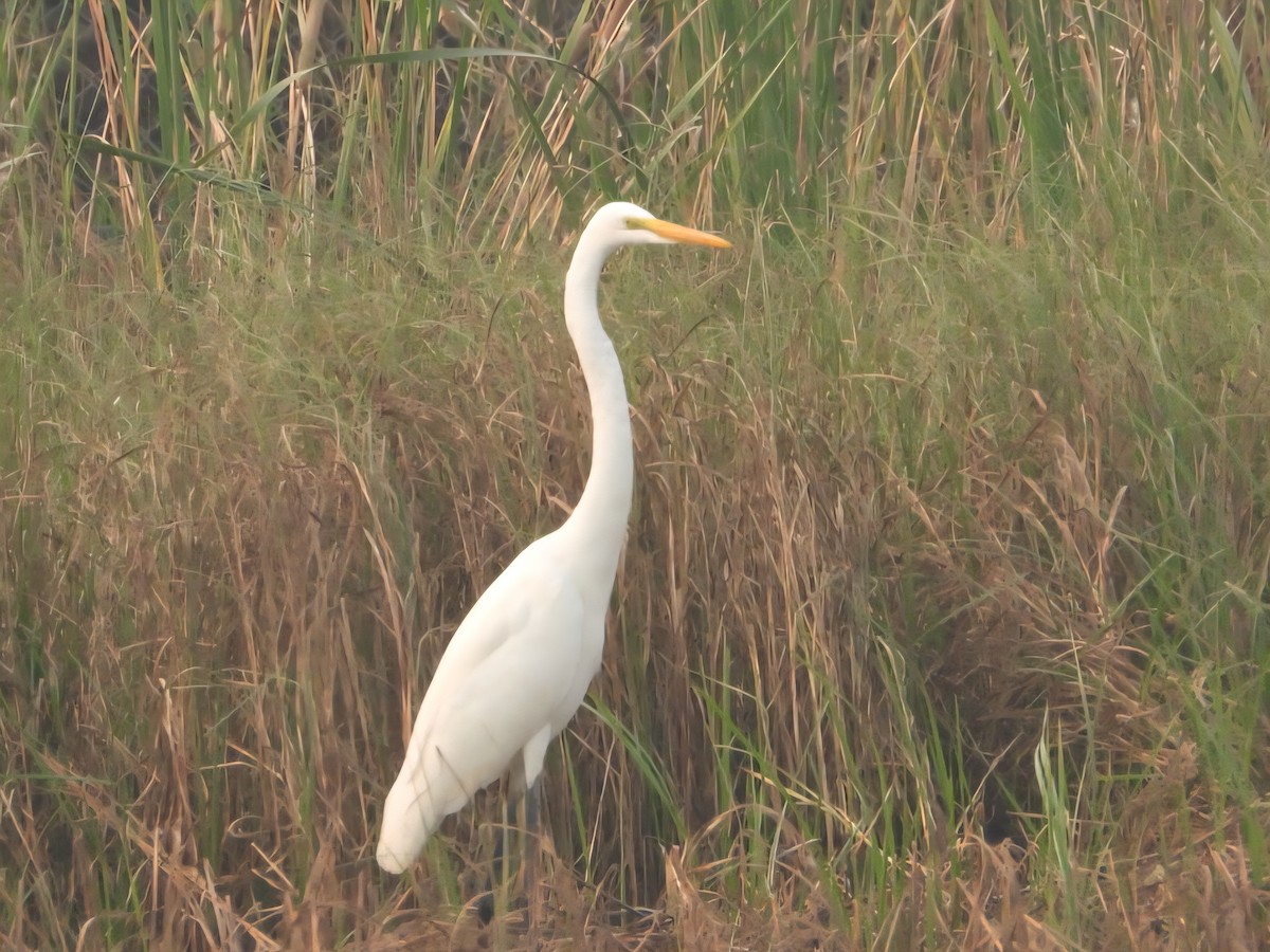 Medium Egret - ML644798996