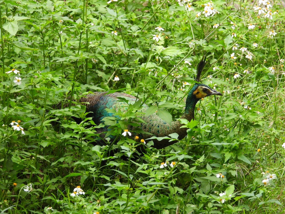 Green Peafowl - ML644799000