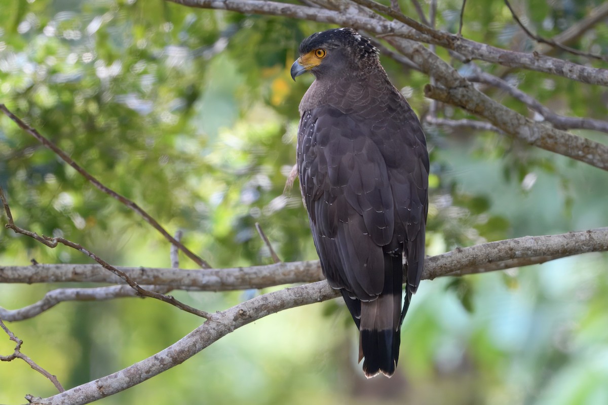 Crested Serpent-Eagle (Andaman) - ML644799016