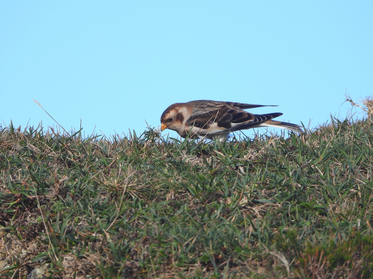 Snow Bunting - ML644799023