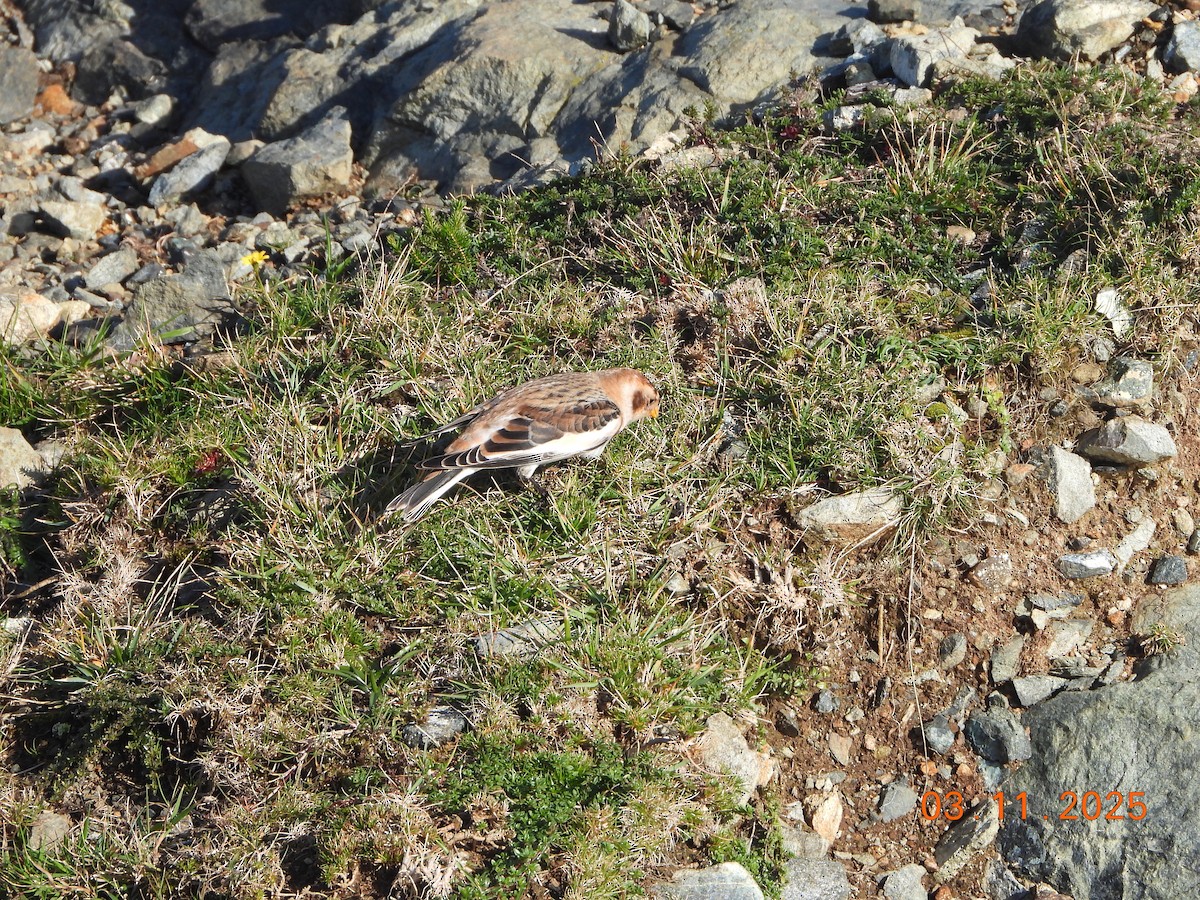 Snow Bunting - ML644799025