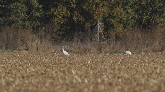 jeřáb americký - ML644799028