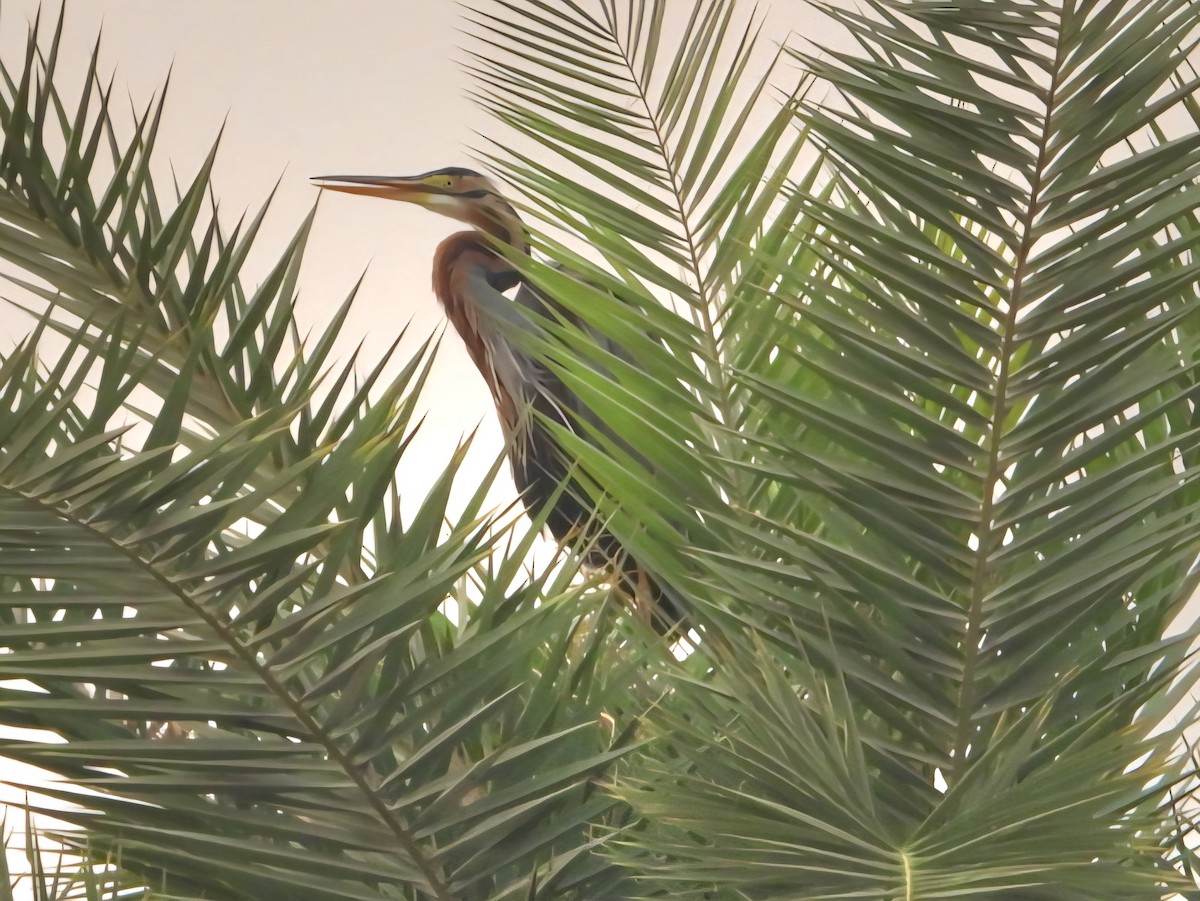 Purple Heron - ML644799032