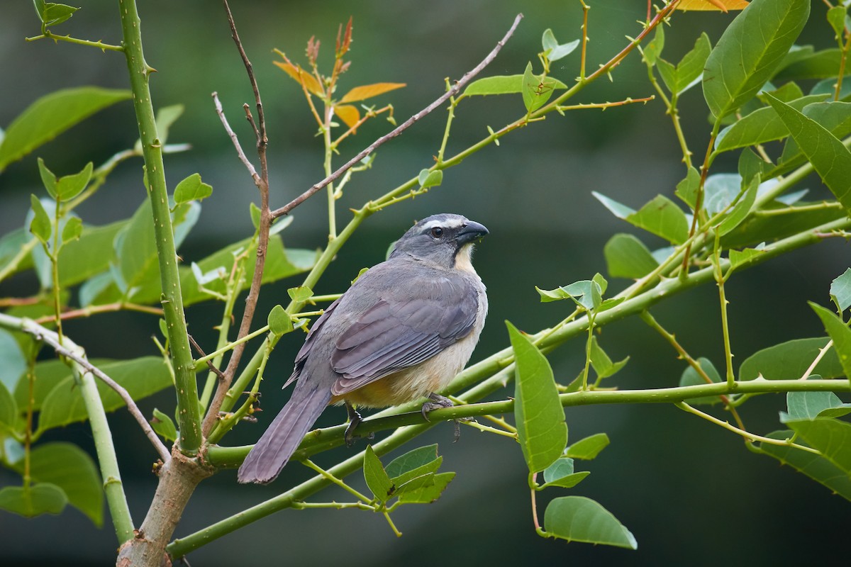 Bluish-gray Saltator - ML644799035