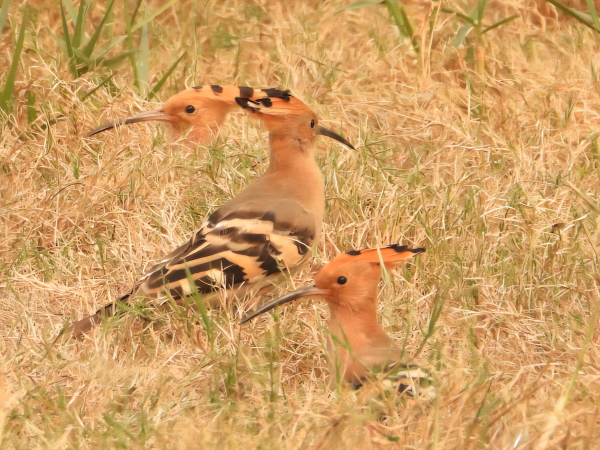 Common Hoopoe - ML644799052