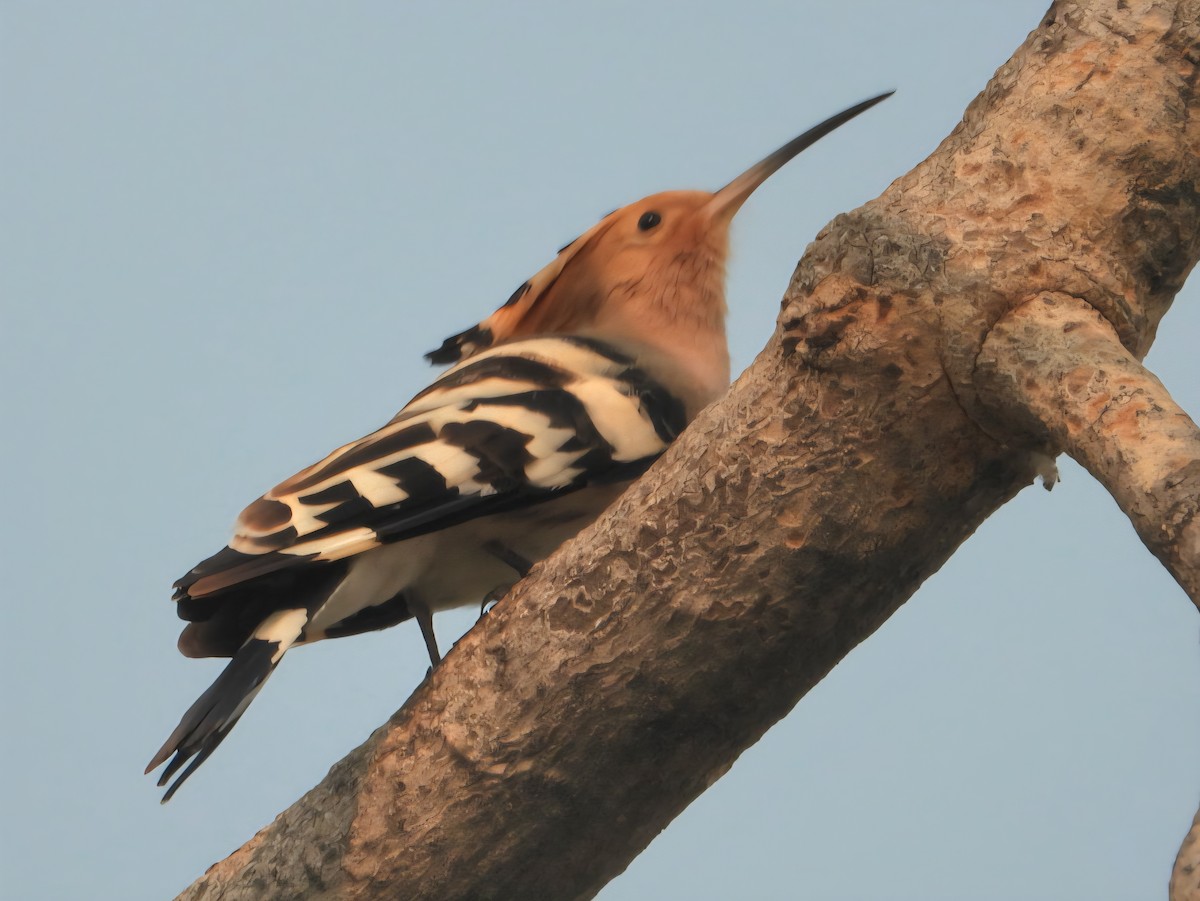 Common Hoopoe - ML644799057