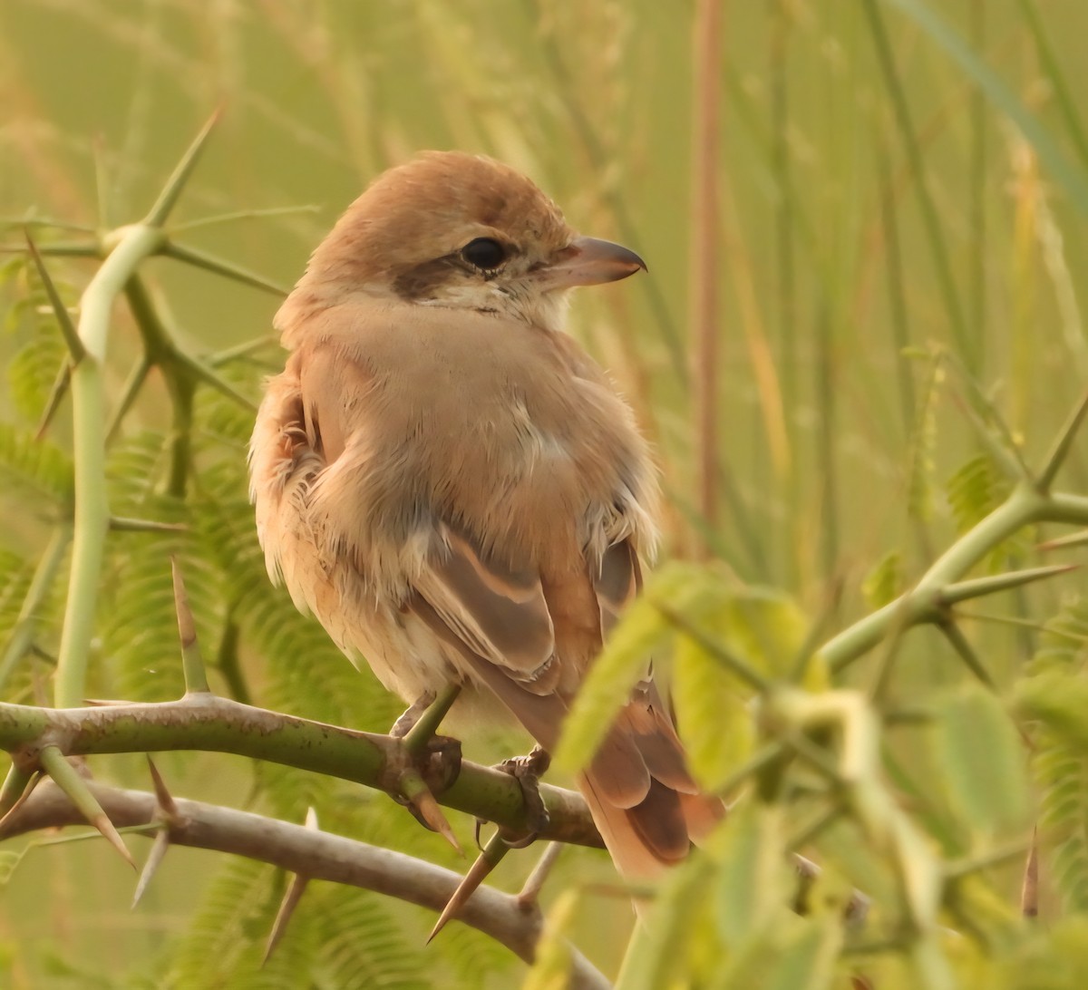 Isabellwürger - ML644799071