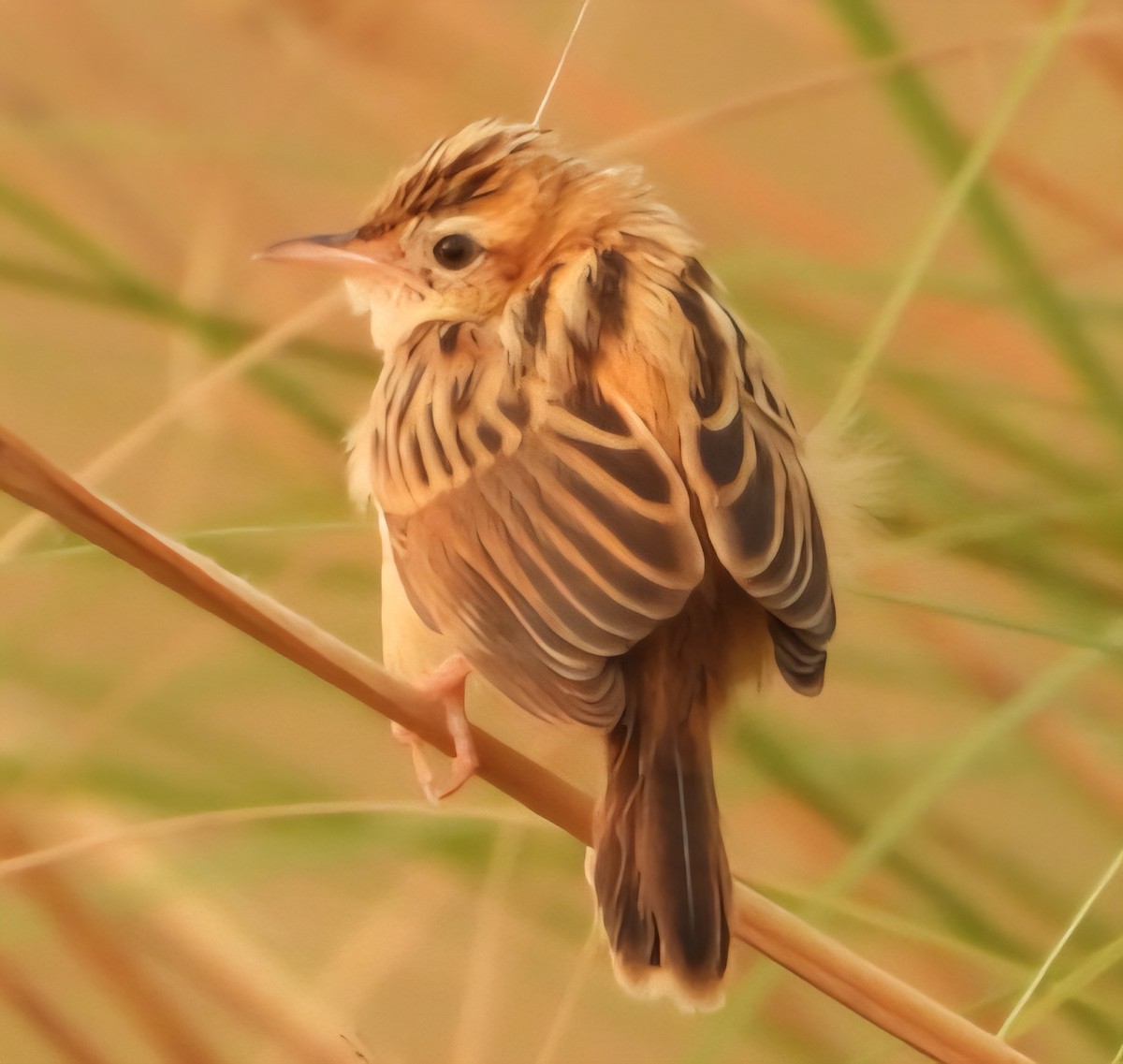 Zitting Cisticola - ML644799086