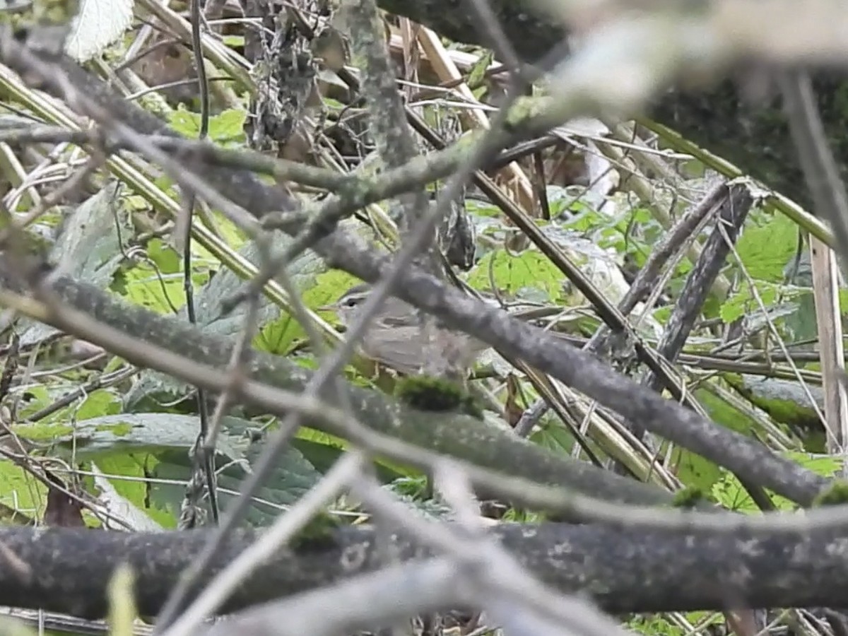 עלווית כהה - ML644799087