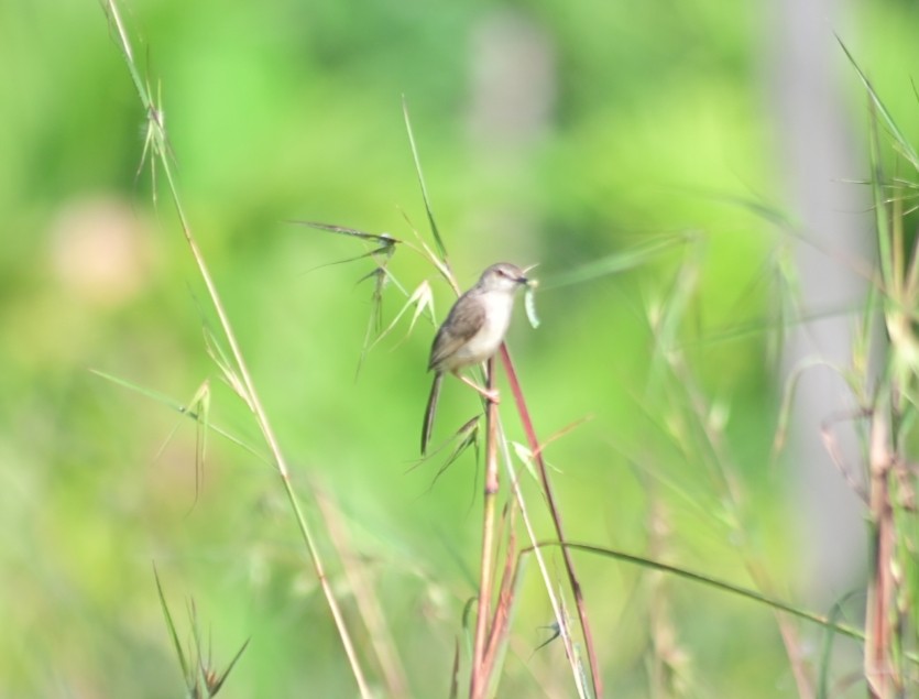 褐頭鷦鶯 - ML644799089