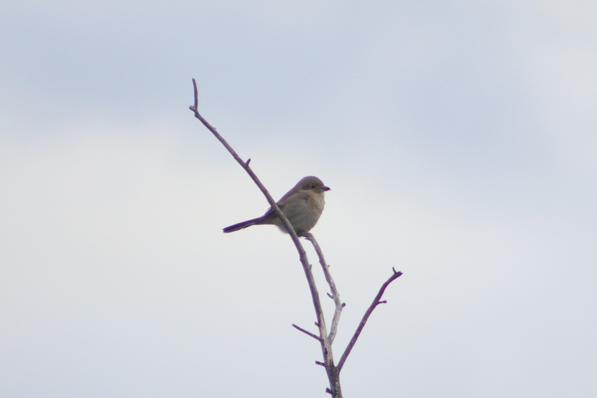 オオモズ - ML644799096