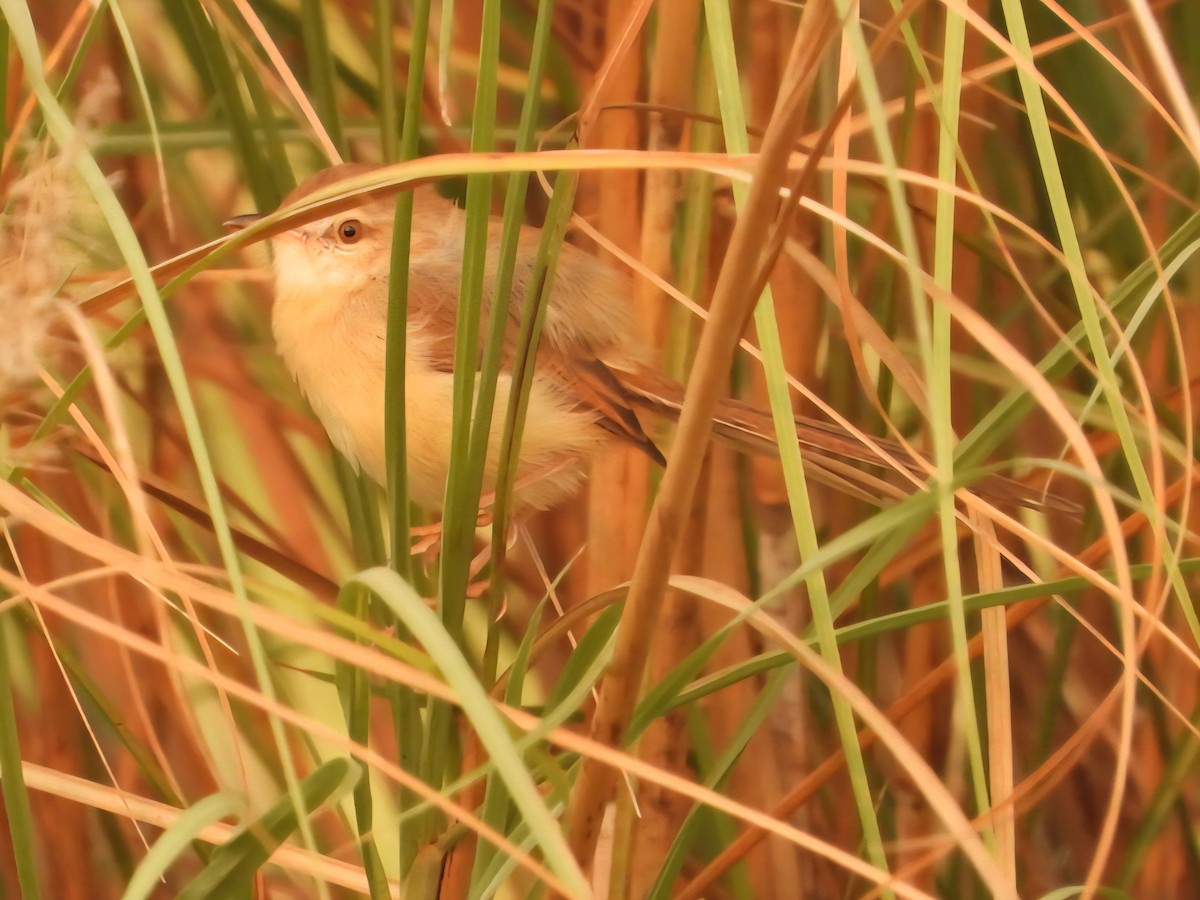 Plain Prinia - ML644799098