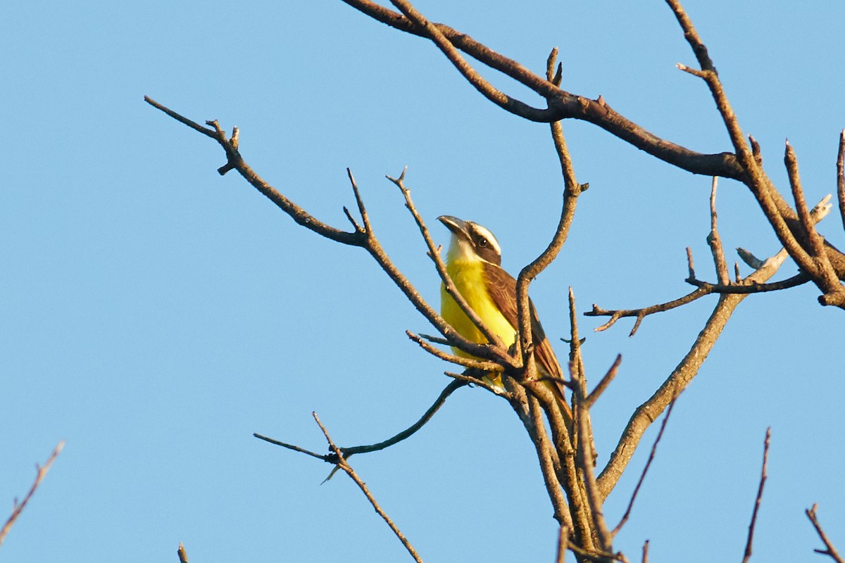Пітанга-великодзьоб - ML644799102