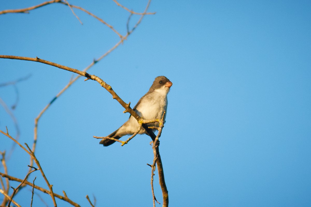 White-bellied Seedeater - ML644799106