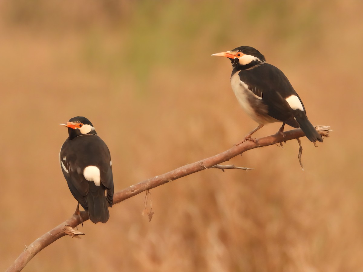 Indian Pied Starling - ML644799112