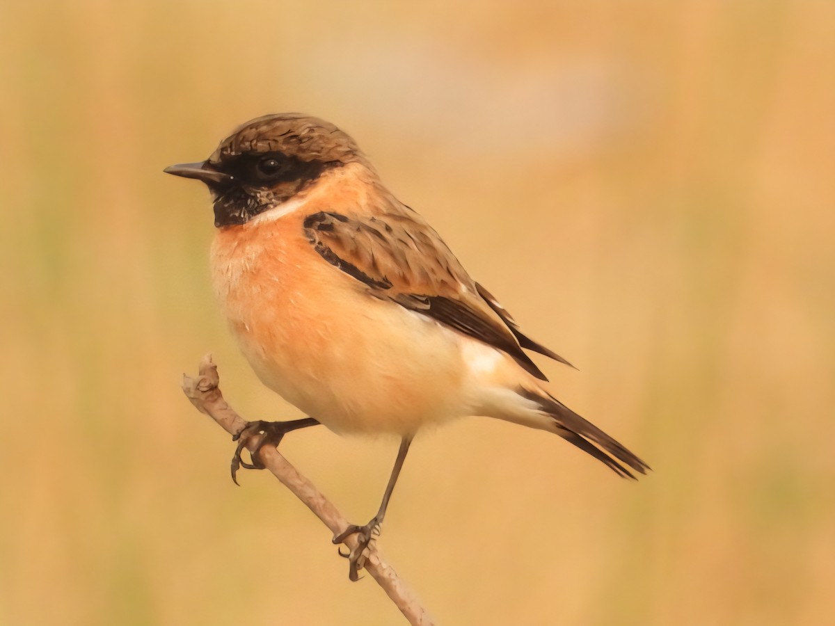 bramborníček sibiřský - ML644799130