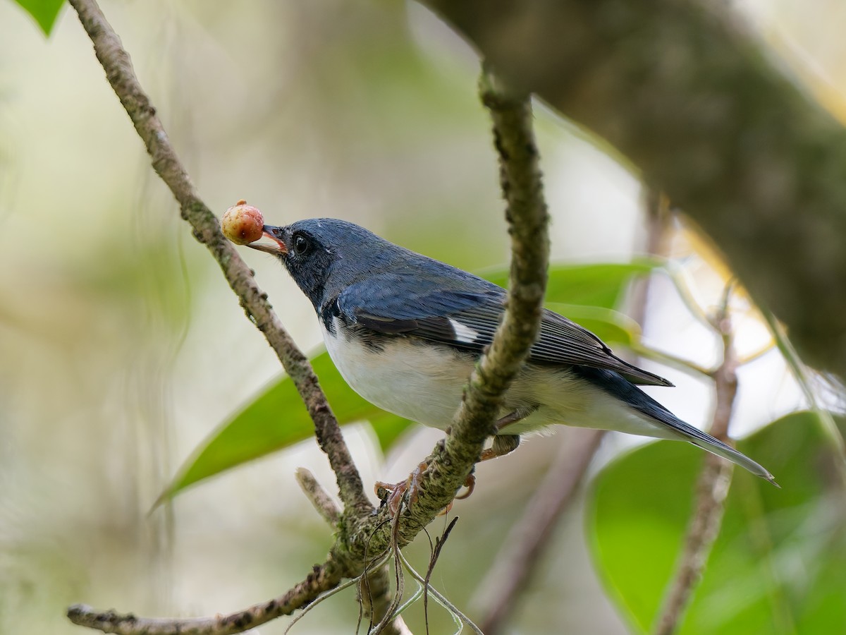 Black-throated Blue Warbler - ML644799132