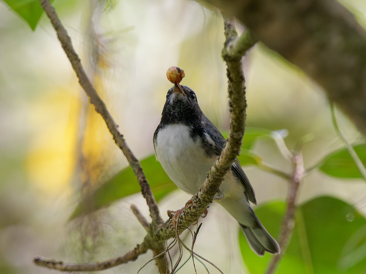 Black-throated Blue Warbler - ML644799133