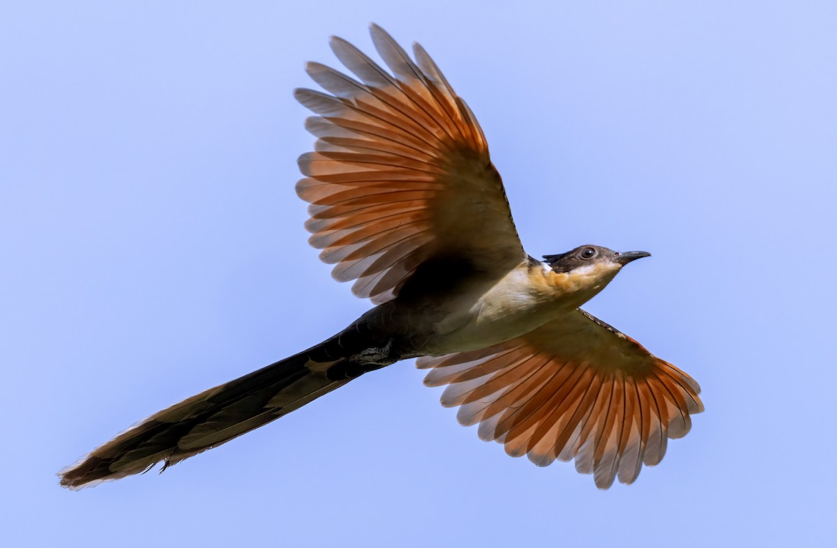 Coucou à collier - ML644799148