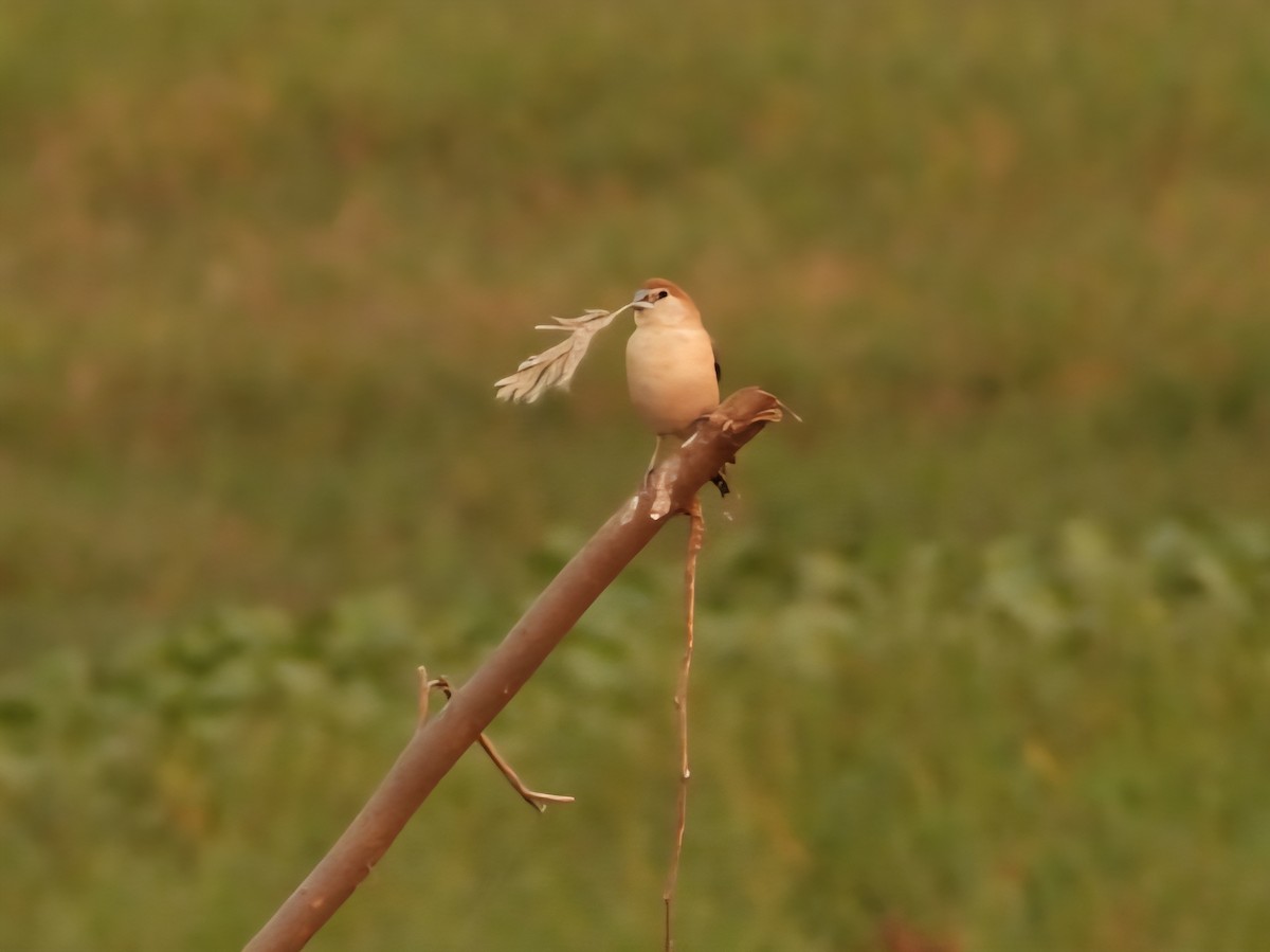 Indian Silverbill - ML644799149