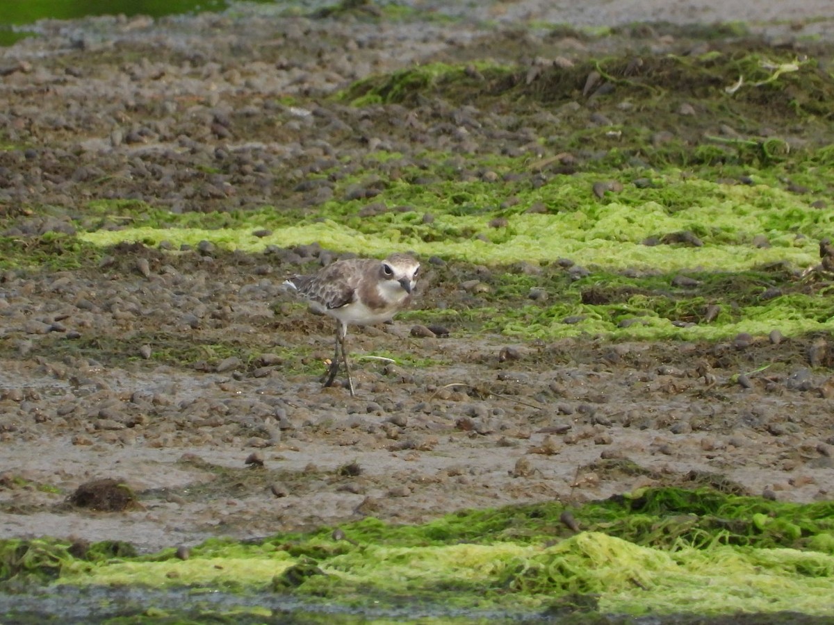 Tibet Cılıbıtı - ML644799155