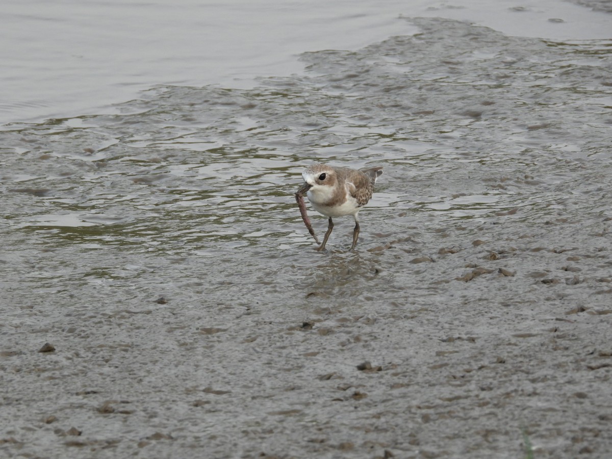 Tibet Cılıbıtı - ML644799156