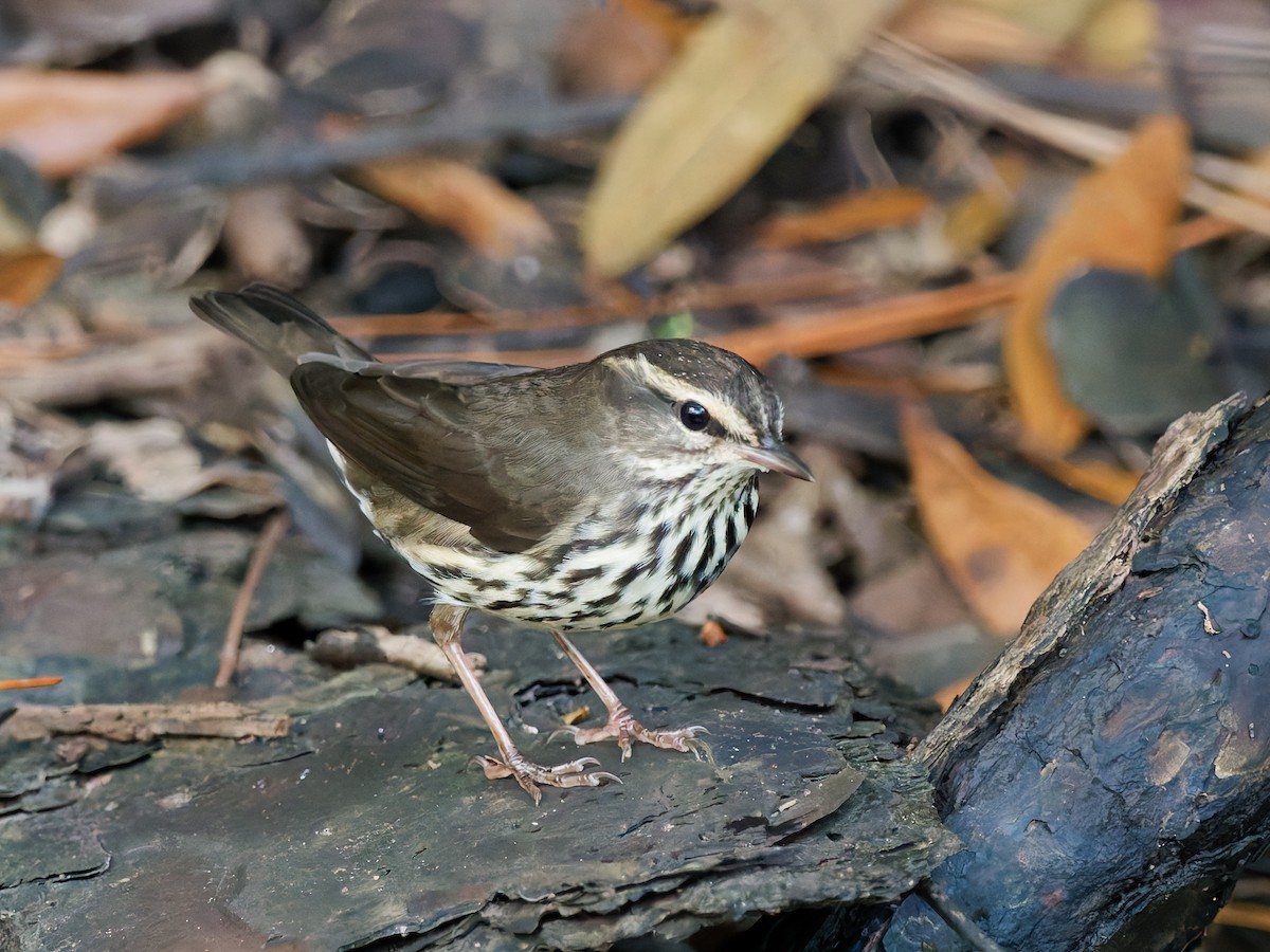 Northern Waterthrush - ML644799168
