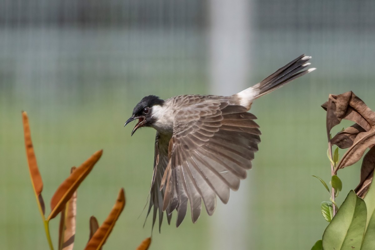 Sooty-headed Bulbul - ML644799170